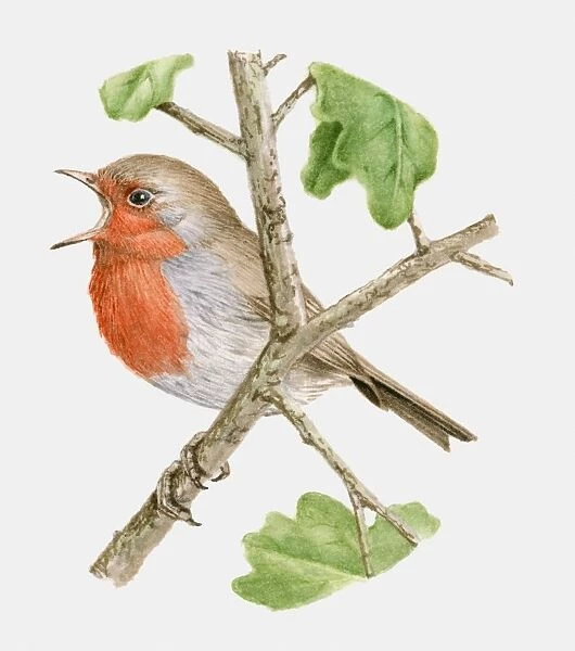 Illustration of a Robin (Erithacus rubecula) perching on a branch and singing