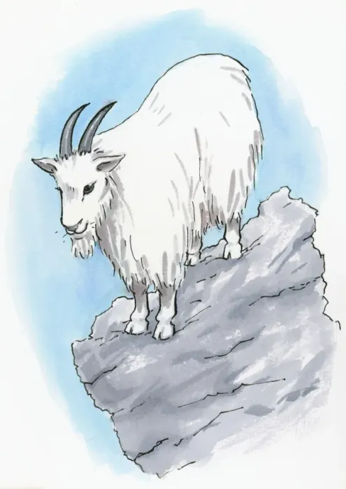 Framed Print : Illustration of Rocky Mountain Goat (Oreamnos americanus) standing on rock Framed Print : Illustration of Rocky Mountain Goat (Oreamnos americanus) standing on rock