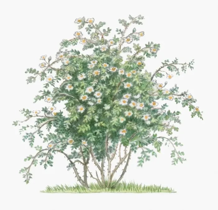 Framed Print : Illustration of Rosa Arvensis, abundance of white flowers and green leaves on tall stems Framed Print : Illustration of Rosa Arvensis, abundance of white flowers and green leaves on tall stems