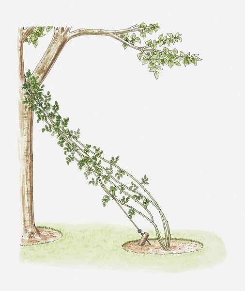 Illustration of rose climber attached to wire next to tree using it as support