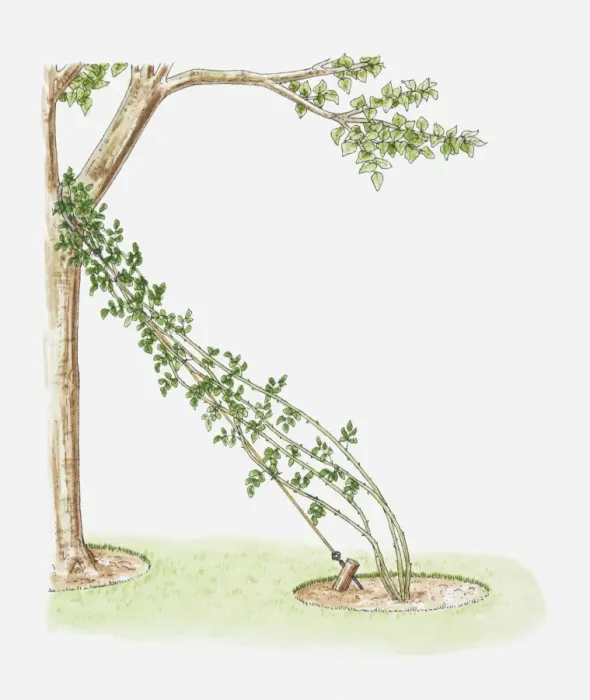 Framed Print : Illustration of rose climber attached to wire next to tree using it as support Framed Print : Illustration of rose climber attached to wire next to tree using it as support