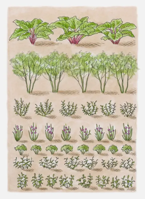 Framed Print : Illustration of rosemary, chives, parsley, mint, basil, globe artichokes, Jerusalem artichokes, rhub Framed Print : Illustration of rosemary, chives, parsley, mint, basil, globe artichokes, Jerusalem artichokes, rhub