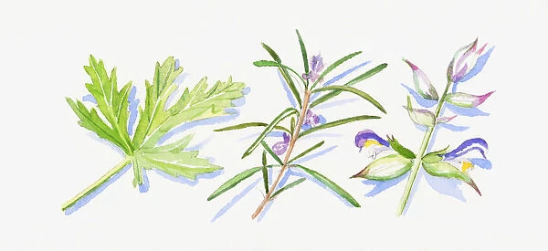 Illustration of rosemary and clary sage leaves and flowers on stem, and green geranium leaf