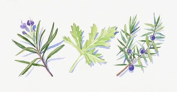 Illustration of rosemary flowers and leaves, Juniper flowers, leaves and berries, and geranium leaf