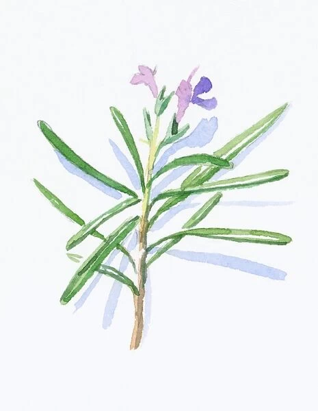 Illustration of Rosmarinus officinalis (Rosemary), pale purple flowers and green, needle-like leaves on stem