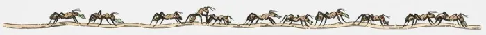 Framed Print : Illustration of row of ants on the move Framed Print : Illustration of row of ants on the move