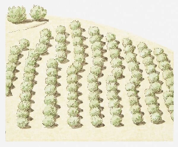 Illustration of rows of trees near San Andreas fault line that have moved sideways from the rest of the orchard due to earth movements