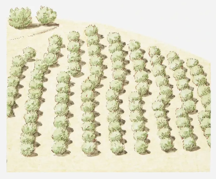 Framed Print : Illustration of rows of trees near San Andreas fault line that have moved sideways from the rest of the orchard due to earth movements Framed Print : Illustration of rows of trees near San Andreas fault line that have moved sideways from the rest of the orchard due to earth movements