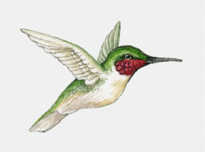 Framed Print : Illustration of a Ruby-throated hummingbird (Archilochus colubris) in flight, side view Framed Print : Illustration of a Ruby-throated hummingbird (Archilochus colubris) in flight, side view