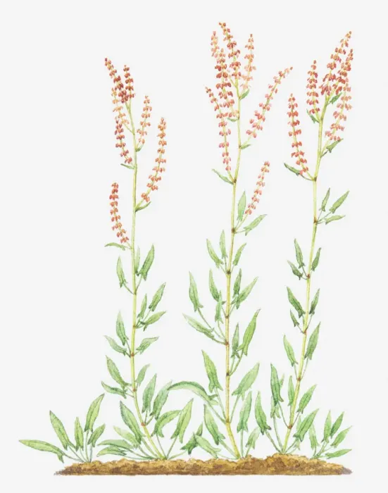 Framed Print : Illustration of Rumex acetosella (Sheeps sorrel), red flowers on slender stems Framed Print : Illustration of Rumex acetosella (Sheeps sorrel), red flowers on slender stems