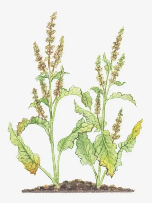 Framed Print : Illustration of Rumex crispus (Curled dock), leaves and flowers Framed Print : Illustration of Rumex crispus (Curled dock), leaves and flowers