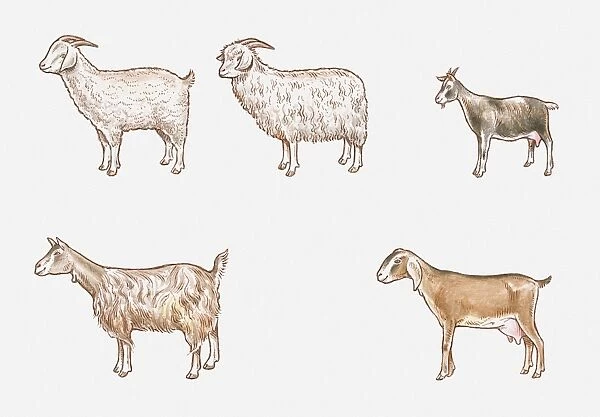 Illustration of Saanen, Angora, African Pygmy, Anglo-Nubian and Toggenburg goats