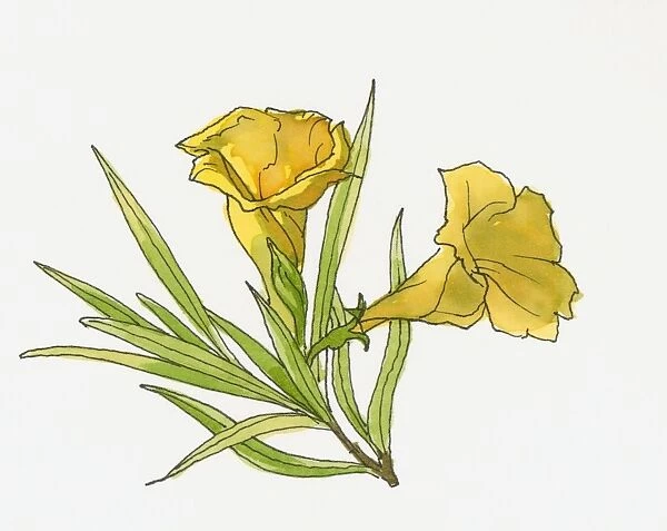 Illustration of Saffron Crocus, Usak