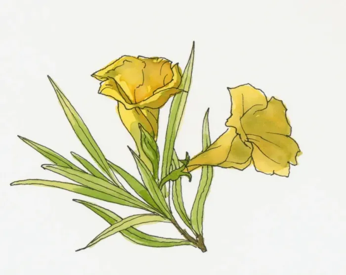 Framed Print : Illustration of Saffron Crocus, Usak Framed Print : Illustration of Saffron Crocus, Usak