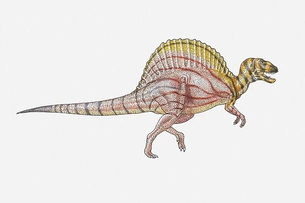 Illustration of a sail-backed dinosaur, side view
