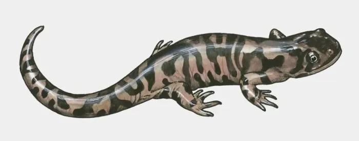 Framed Print : Illustration of Salamander (Urodela) Framed Print : Illustration of Salamander (Urodela)
