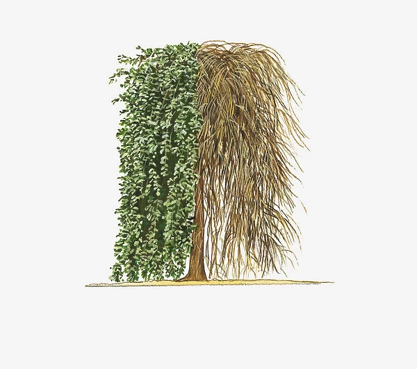 Illustration of Salix caprea Kilmarnock (Kilmarnock Willow) showing shape of tree with and without leaves