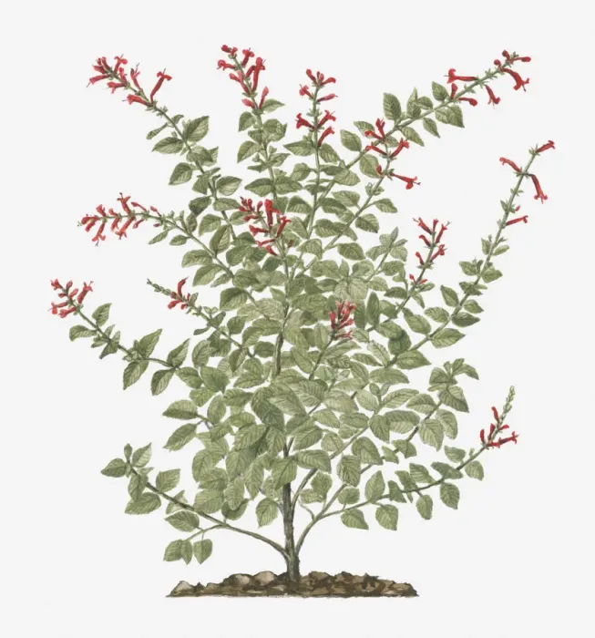 Framed Print : Illustration of Salvia elegans (Pineapple Sage) bearing tubular red flowers Framed Print : Illustration of Salvia elegans (Pineapple Sage) bearing tubular red flowers