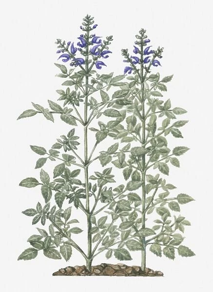 Illustration of Salvia miltiorrhiza (Red Sage) with purple flowers on tall stems