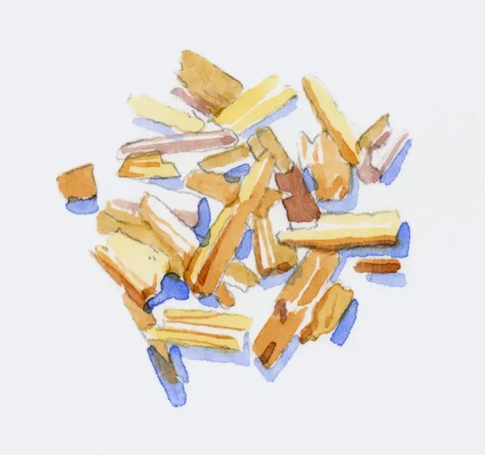 Framed Print : Illustration of Santalum (Sandalwood), wood chips Framed Print : Illustration of Santalum (Sandalwood), wood chips