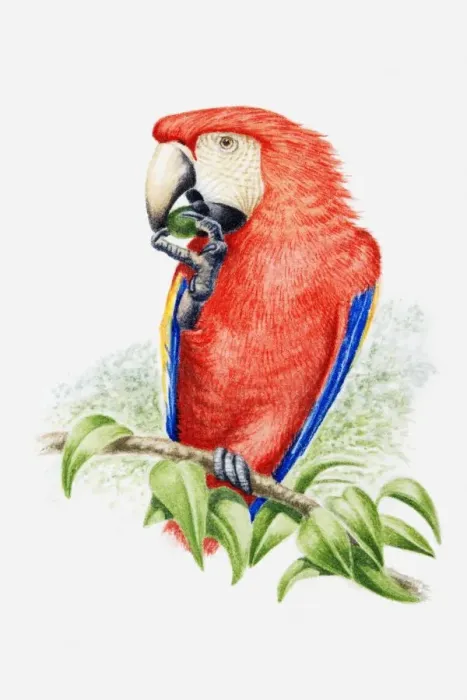 Framed Print : Illustration of a Scarlet macaw (Ara macao) eating a nut Framed Print : Illustration of a Scarlet macaw (Ara macao) eating a nut