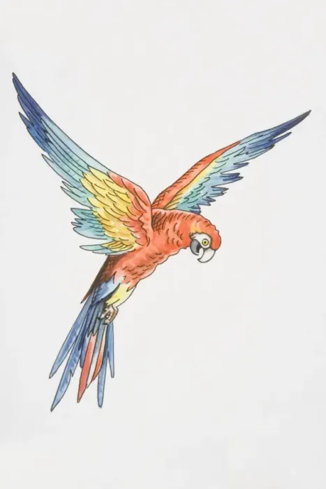 Framed Print : Illustration, Scarlet Macaw (ara macao) with wings outspread, side view Framed Print : Illustration, Scarlet Macaw (ara macao) with wings outspread, side view