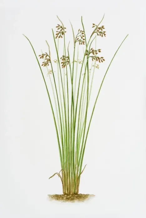 Framed Print : Illustration of Schoenoplectus Lacustris (Common Club-rush) Framed Print : Illustration of Schoenoplectus Lacustris (Common Club-rush)