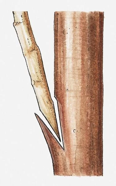 Illustration of scion inserted in rootstock of avocado plant (grafting), close-up