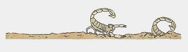 Illustration of scorpion behind scorpion hiding in sand