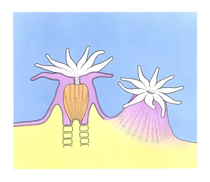 Framed Print : Illustration of Sea Anemone (Actiniaria) and cross section Framed Print : Illustration of Sea Anemone (Actiniaria) and cross section