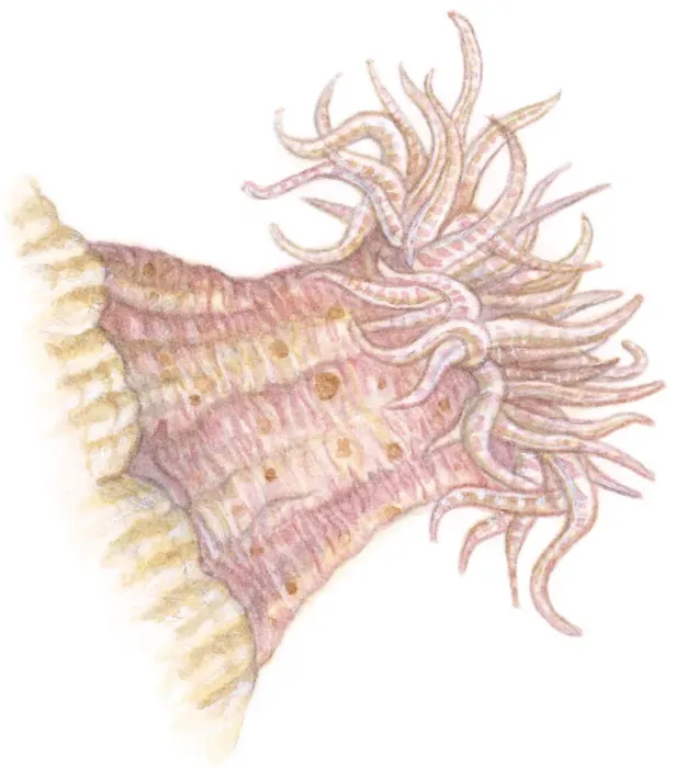 Framed Print : Illustration of Sea Anemone (Actiniaria) with soft column, and long, wispy tentacles having poisonous sting