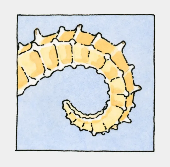 Framed Print : Illustration of Sea Horse (Hippocampus), tail, close-up Framed Print : Illustration of Sea Horse (Hippocampus), tail, close-up