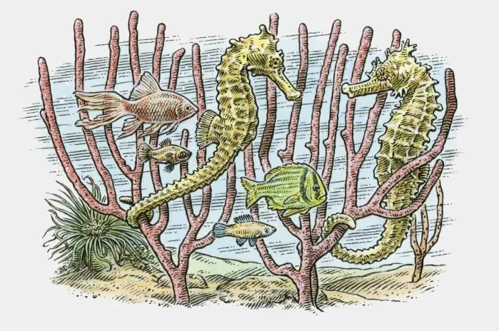 Framed Print : Illustration of sea horses and fish swimming in reefs on ocean floor Framed Print : Illustration of sea horses and fish swimming in reefs on ocean floor