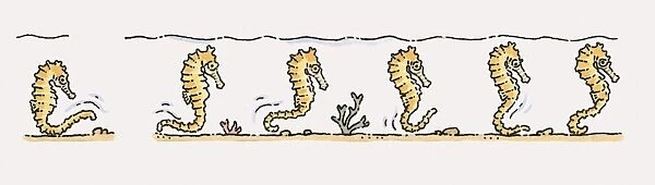 Illustration of Sea Horses (Hippocampus) moving along seabed