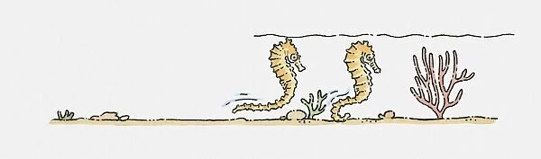 Illustration of Sea Horses (Hippocampus) swimming underwater