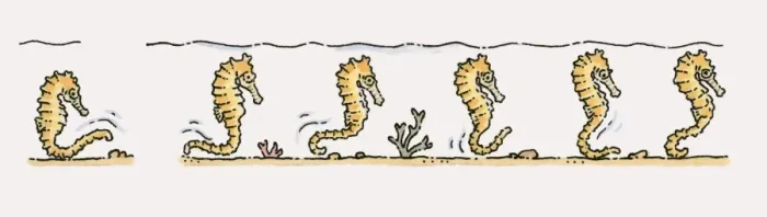 Framed Print : Illustration of Sea Horses (Hippocampus) moving along seabed Framed Print : Illustration of Sea Horses (Hippocampus) moving along seabed