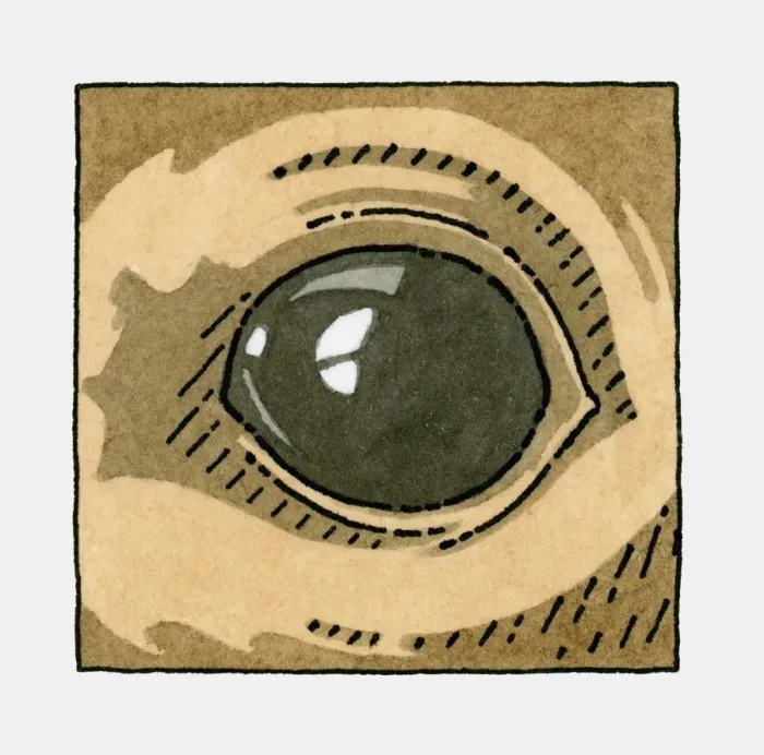 Framed Print : Illustration of Sea Lion, eye, close-up