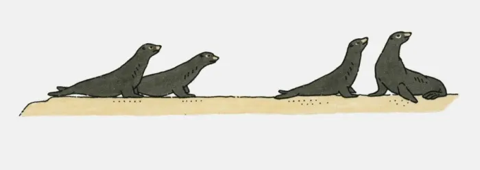 Framed Print : Illustration of four Sea Lions on beach