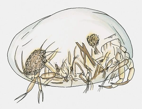 Illustration of Sea Shrimp (Ostracod)