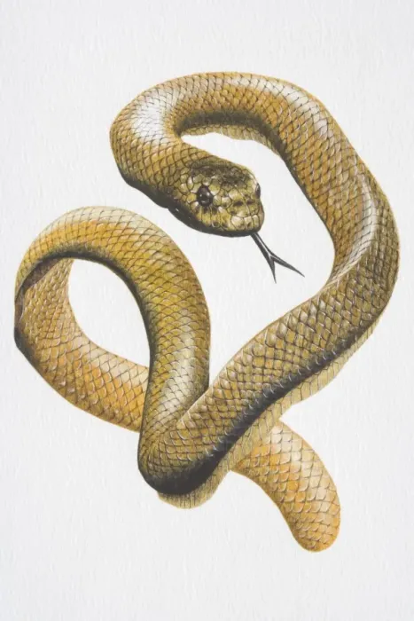 Framed Print : Illustration, Sea Snake (Hydrophiidae) curling and hissing