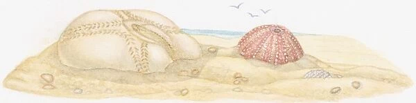 Illustration of two Sea Urchin (Echinoidea), shell, also known as test, on beach
