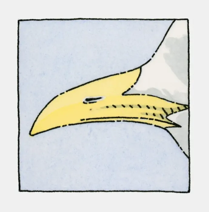 Framed Print : Illustration of Seagull beak
