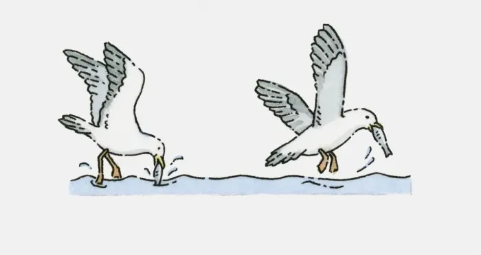 Framed Print : Illustration of Seagulls catching fish in sea Framed Print : Illustration of Seagulls catching fish in sea