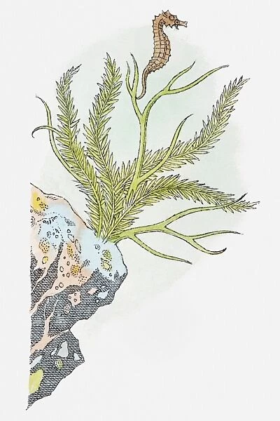 Illustration of Seahorse (Hippocampus) swimming near aquatic plant attached to rock