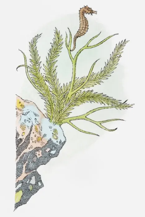 Framed Print : Illustration of Seahorse (Hippocampus) swimming near aquatic plant attached to rock Framed Print : Illustration of Seahorse (Hippocampus) swimming near aquatic plant attached to rock