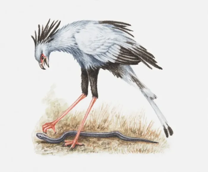 Framed Print : Illustration of a Secretary bird (Sagittarius serpentarius) attacking a snake Framed Print : Illustration of a Secretary bird (Sagittarius serpentarius) attacking a snake