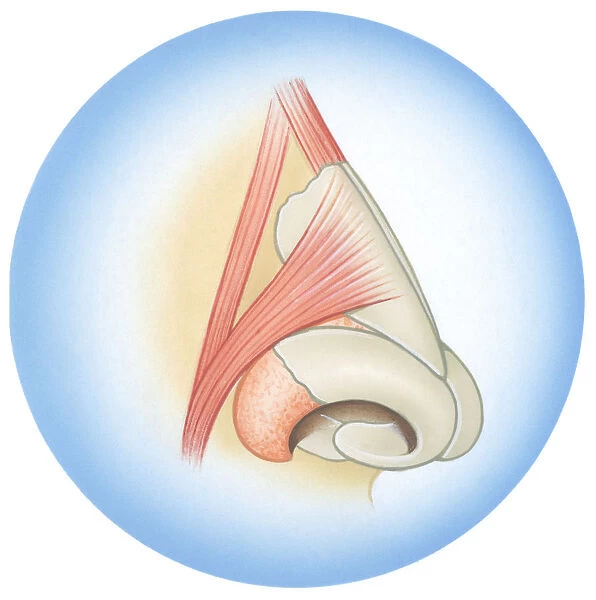 Illustration of septum cartilage inside human nose