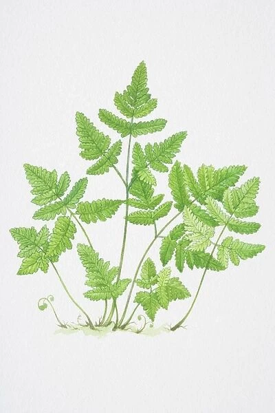 Illustration, serrated green leaves of Pteridium sp. Bracken