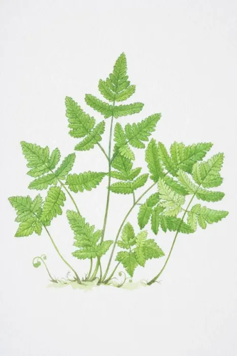 Framed Print : Illustration, serrated green leaves of Pteridium sp. Bracken Framed Print : Illustration, serrated green leaves of Pteridium sp. Bracken