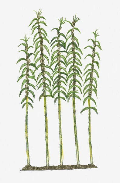 Illustration of Sesamum indicum (Sesame) bearing lanceolate leaves on tall stems